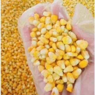Bắp Mỹ sấy lạnh, ngọt tự nhiên, Đặc Sản Ngon Lạ Đà Lạt